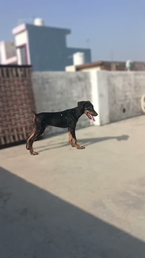 European Doberman Puppy | Black & Tan, farm video