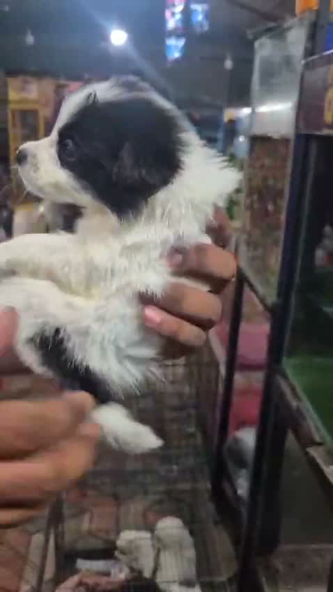 German Shepherd Puppy, farm video