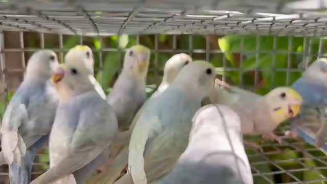 Budgies | Fallow, farm video