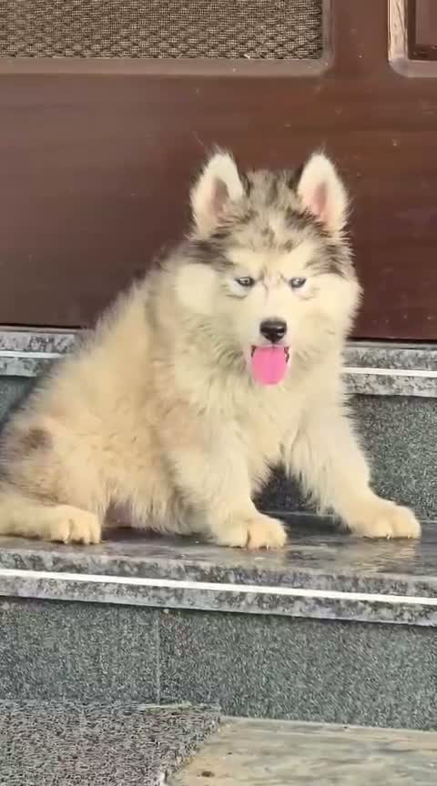 Siberian Husky Puppy | Black & White Color, farm video