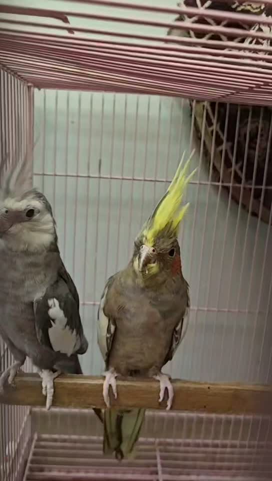 Cockatiel, farm video