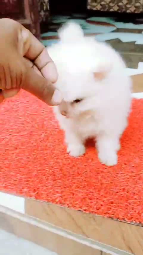Pomeranian Puppy, farm video