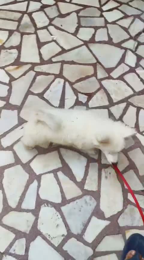 Pomeranian Puppy, farm video