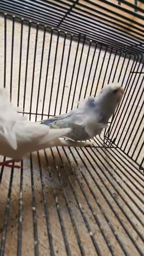 Helicopter Budgies, farm video