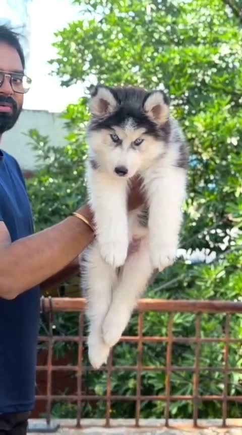 Siberian Husky Puppy | Black & White Color, farm video