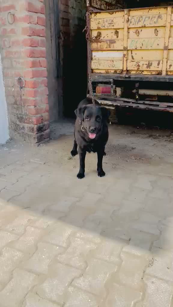 Dachshund Puppy | Brown & Tan, farm video
