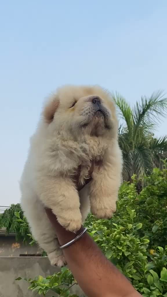Chow Chow Puppies, farm video
