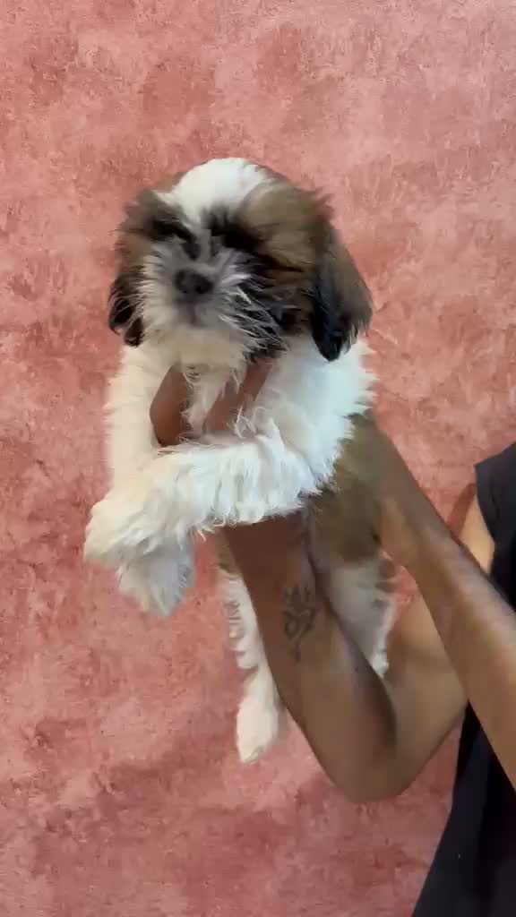 Dachshund Puppy | Brown & Tan, farm video