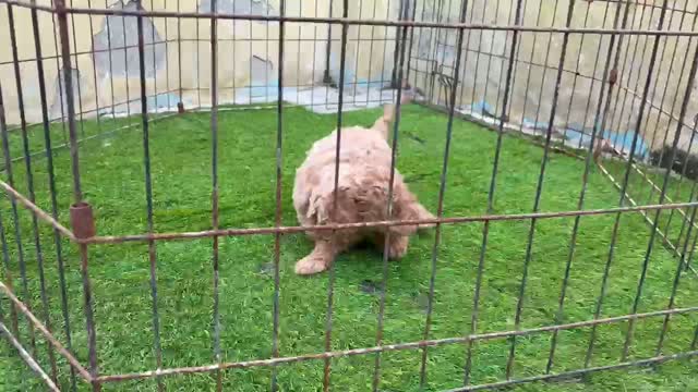 Standard Poodle Puppy | White, farm video