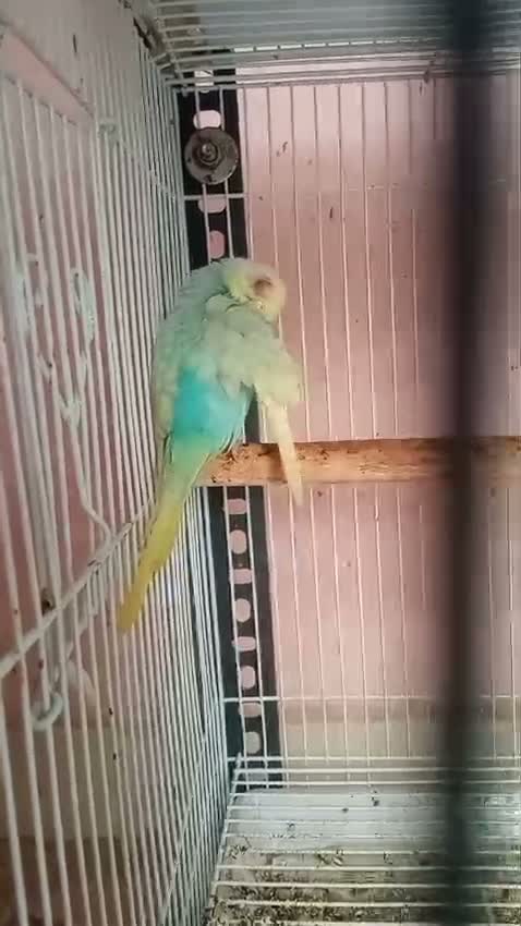 Budgies | Fallow, farm video