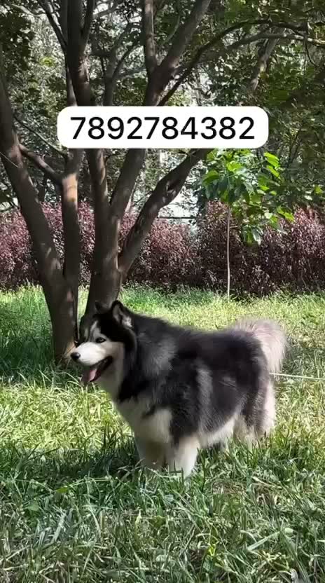Siberian Husky Puppy | Black & White Color, farm video