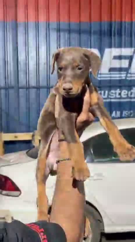 Doberman Pinscher Puppy, farm video
