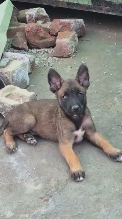 Belgian Malinois Puppy, farm video
