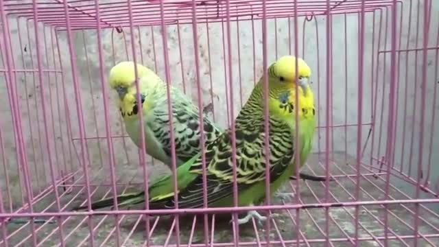 Holland Budgies, farm video