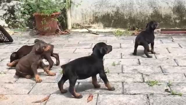 Doberman Pinscher Puppy | Brown & Tan, farm video