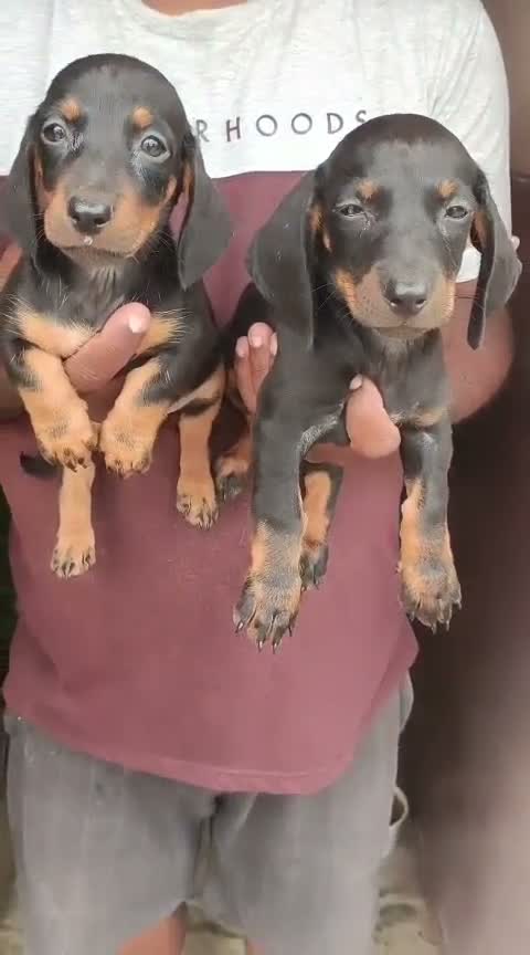 Dachshund Puppy | Brown & Tan, farm video