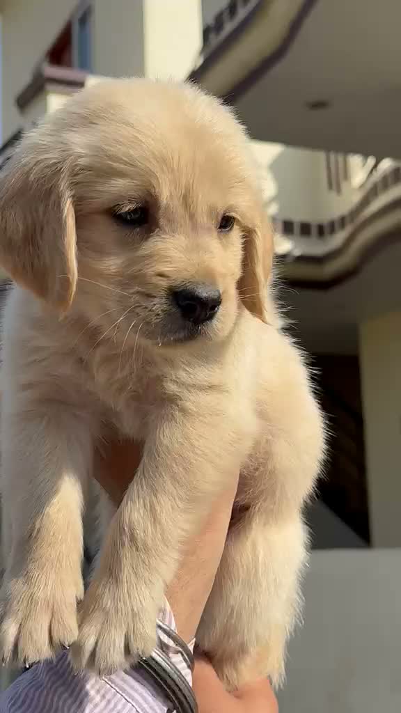 Golden Retriever, farm video