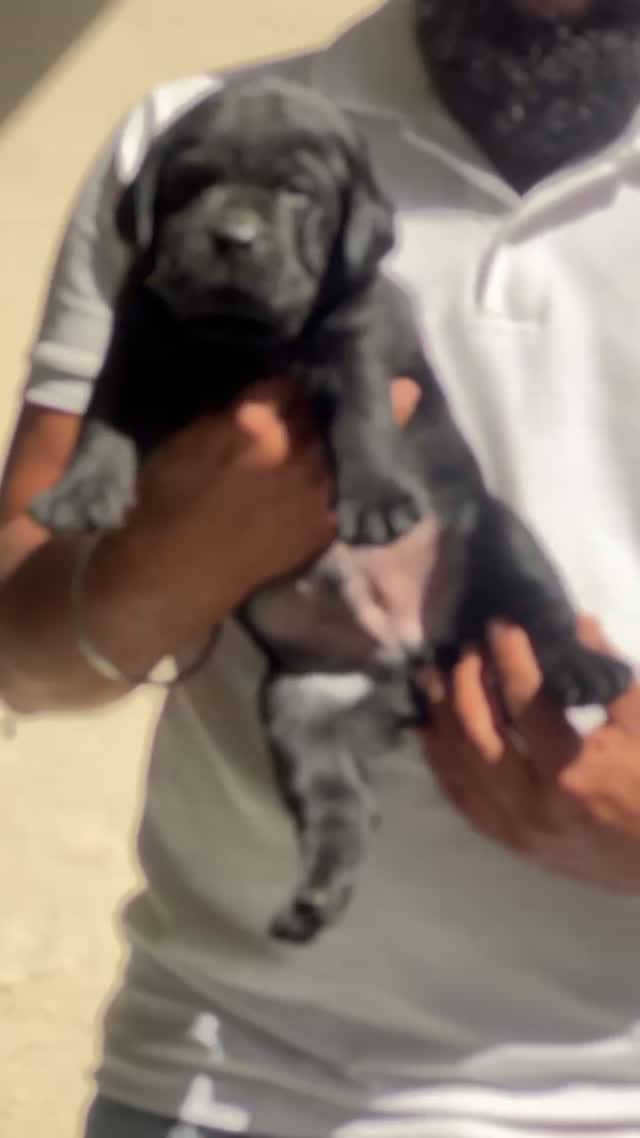 Beagle Black & Tan Puppy, farm video
