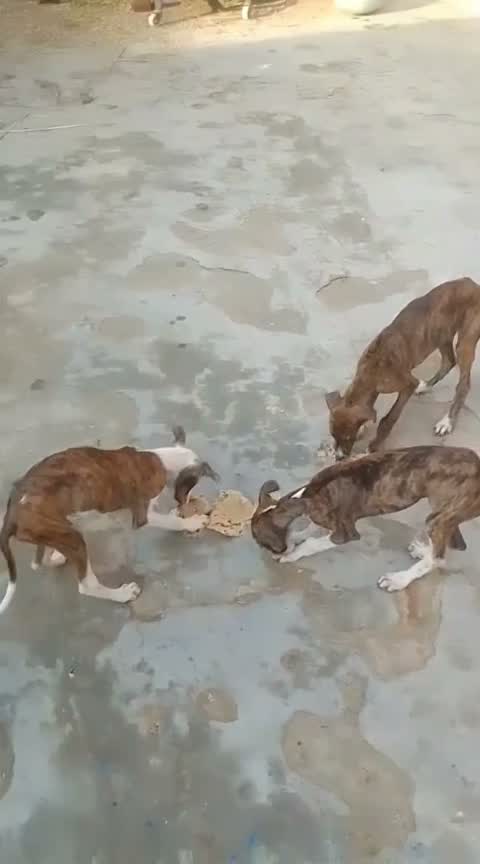 Dachshund Puppy | Brown & Tan, farm video