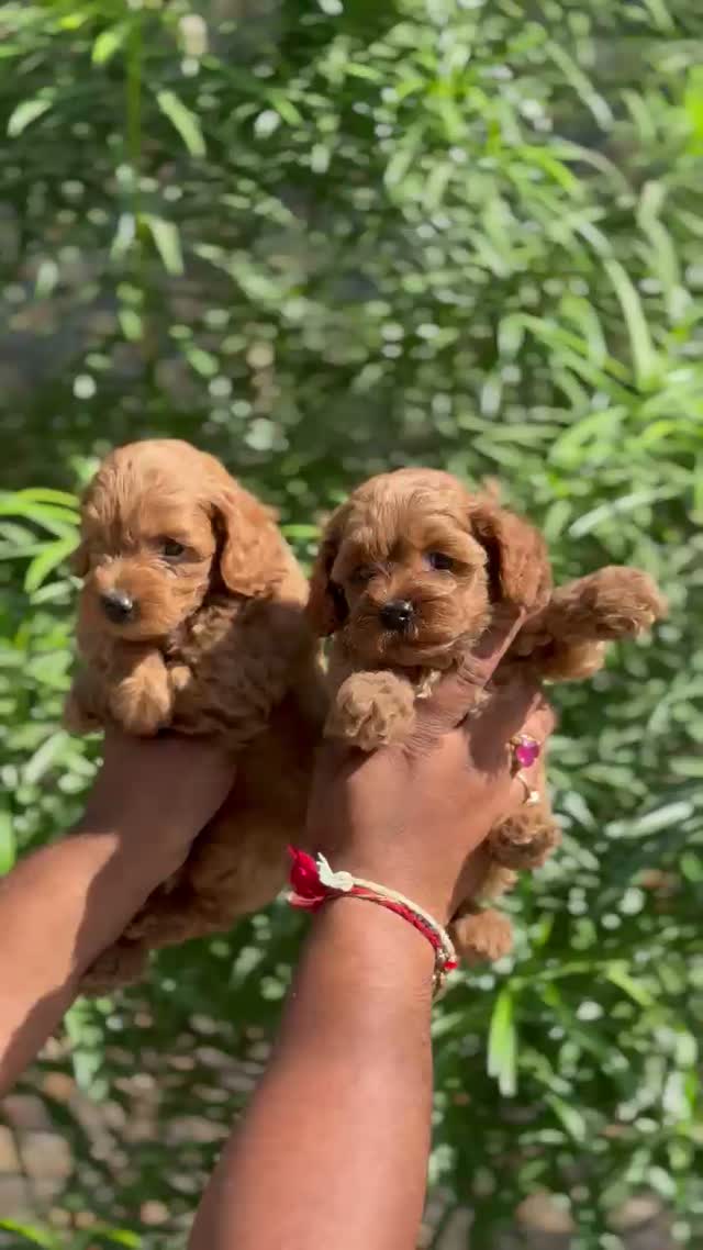 Standard Poodle Puppy | White, farm video