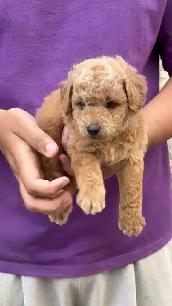 Standard Poodle Puppy | White, farm video