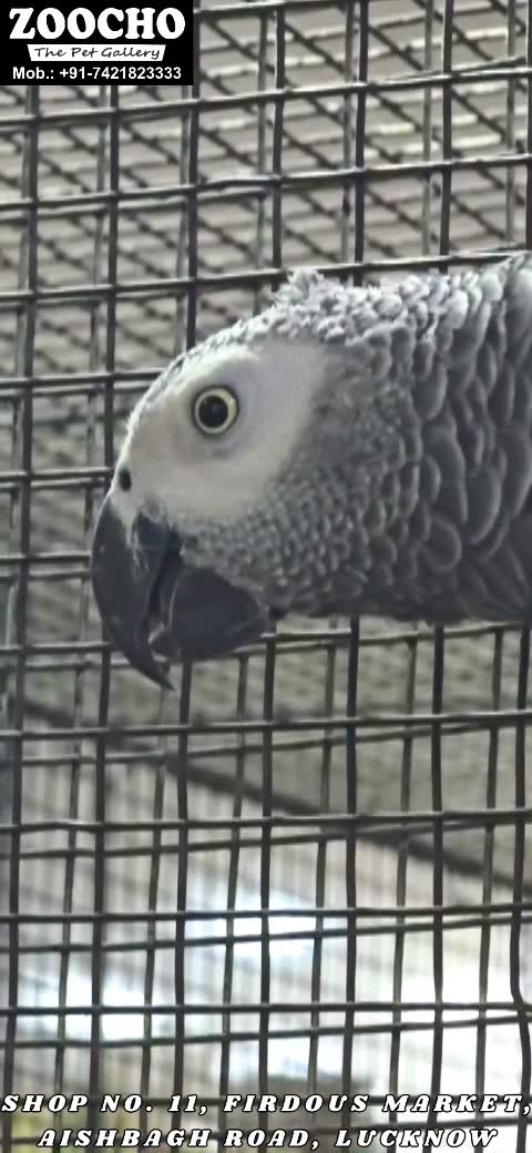 African Grey Parrot, farm video