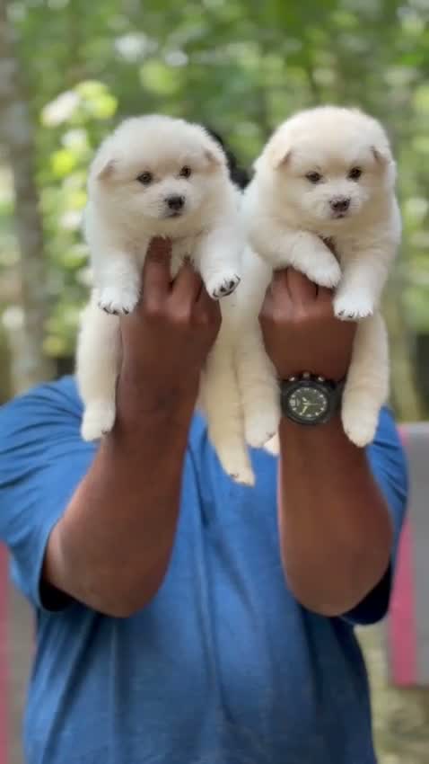 Pomeranian Puppy, farm video