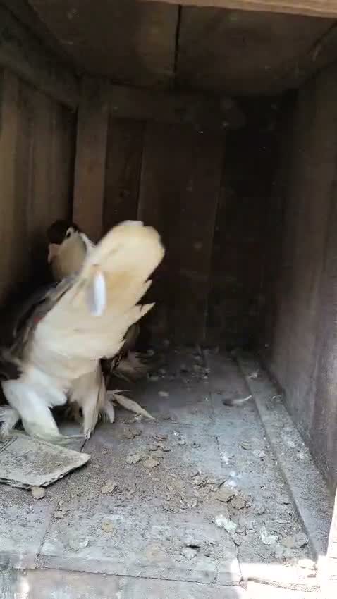 Homer Pigeon, farm video