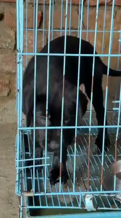 Dachshund Puppy | Brown & Tan, farm video