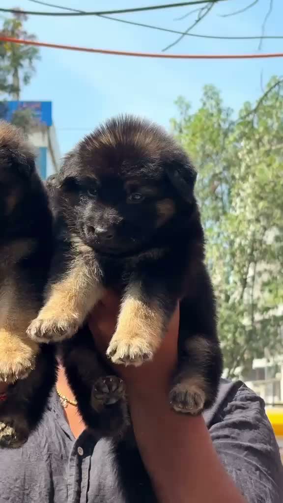 German Shepherd Puppy, farm video