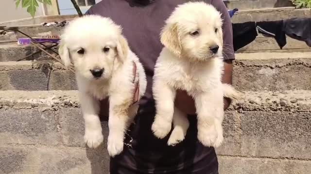 Golden Retriever, farm video