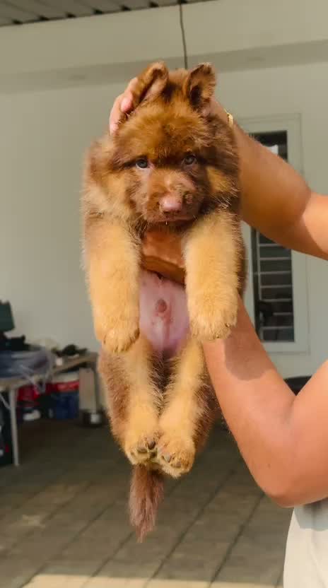 German Shepherd Puppy, farm video