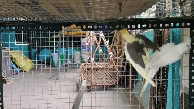 Cockatiel, farm video