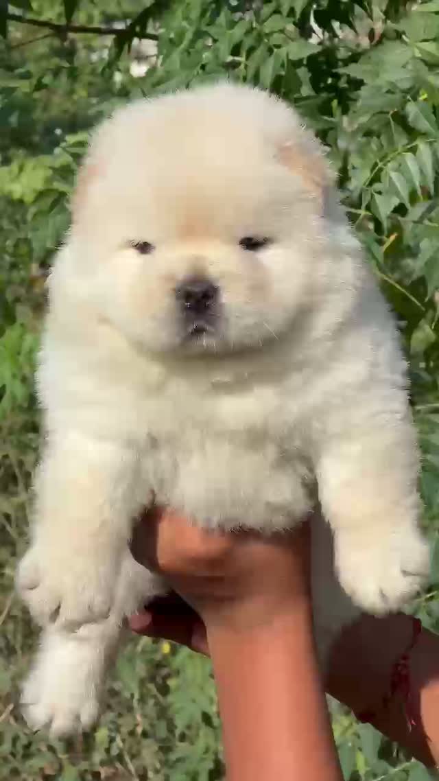 Chow Chow Puppies, farm video