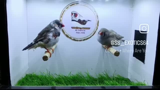 Exhibition Budgies, farm video