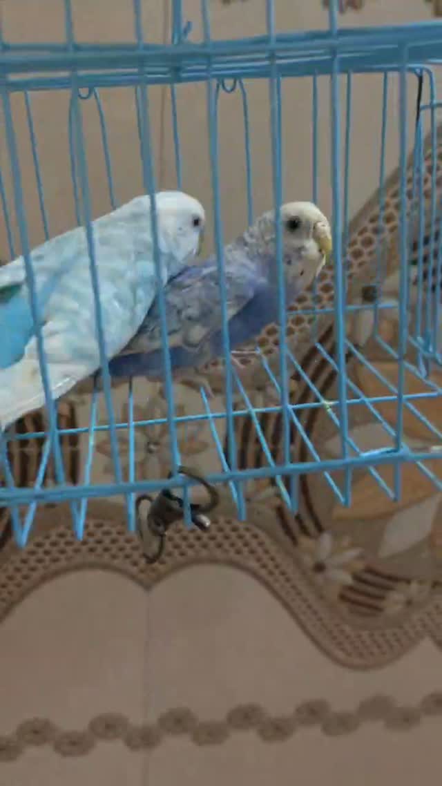 Budgies | Fallow, farm video