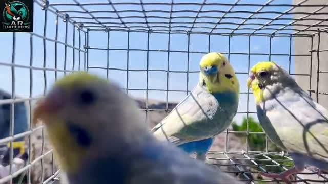 Budgies | Fallow, farm video