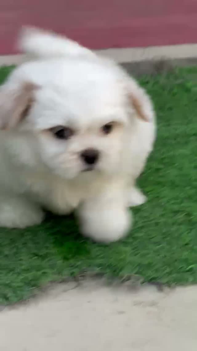 Shih Tzu | Black Color, farm video