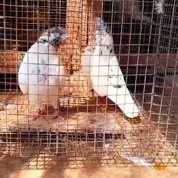 Homer Pigeon, farm video