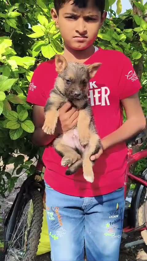 German Shepherd Puppy, farm video