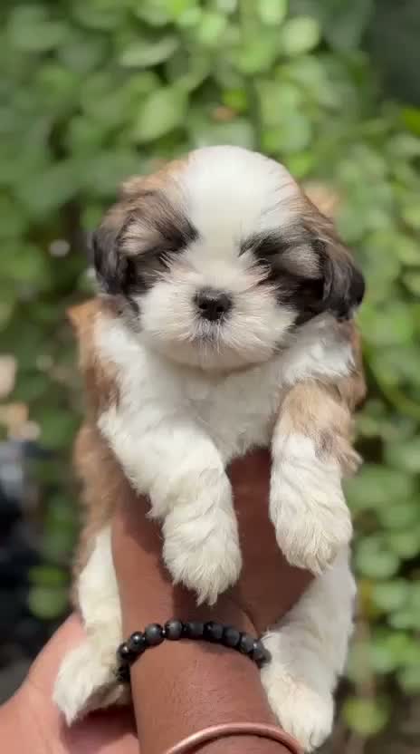Shih Tzu | Black Color, farm video