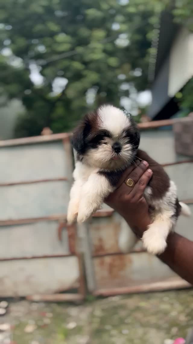 Shih Tzu | Black Color, farm video