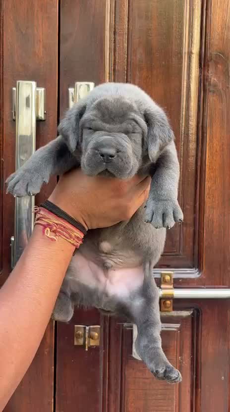 Cane Corso Puppy | Blue, farm video