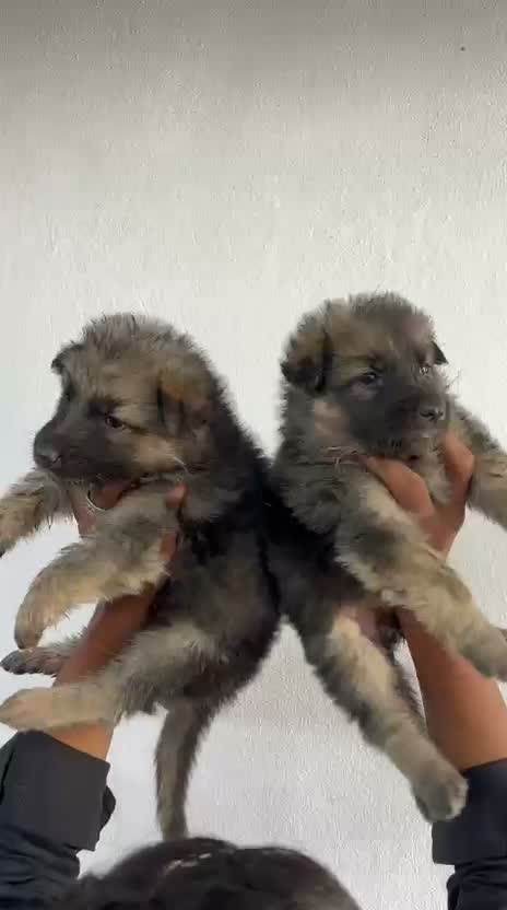 German Shepherd Puppy, farm video