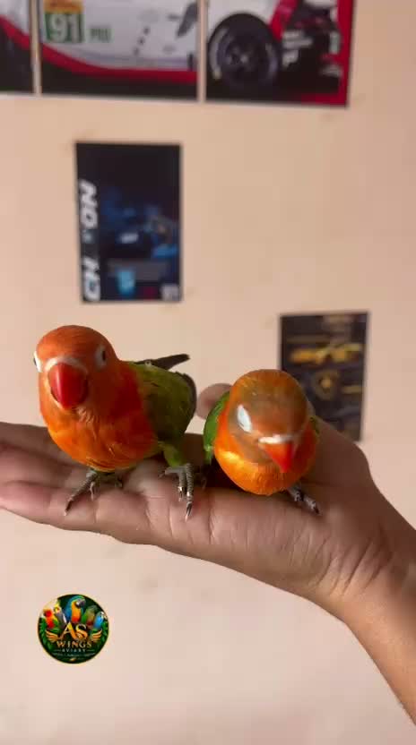 African Love Birds | Lutino, farm video