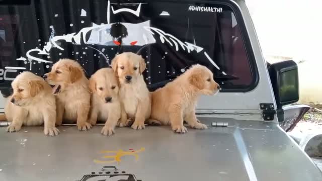 Dachshund Puppy | Brown, farm video