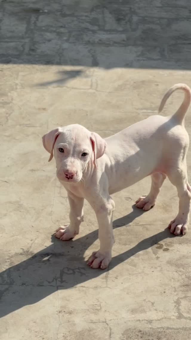 American Bully Pocket Size Puppy, farm video