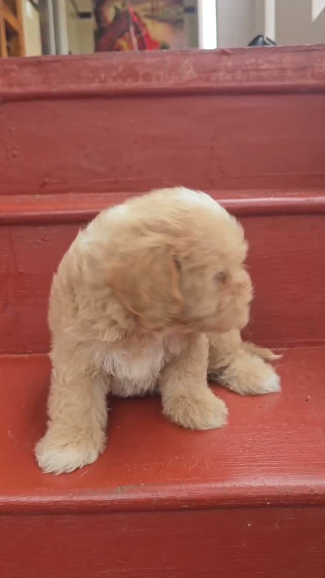 Maltipoo Puppy, farm video