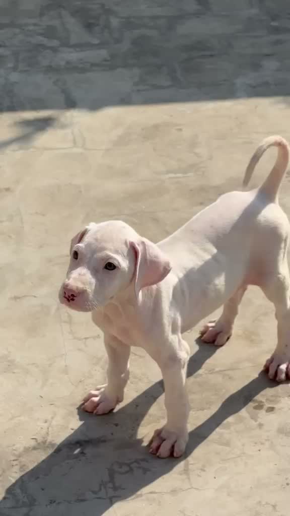 American Bully XXL Size Puppy, farm video