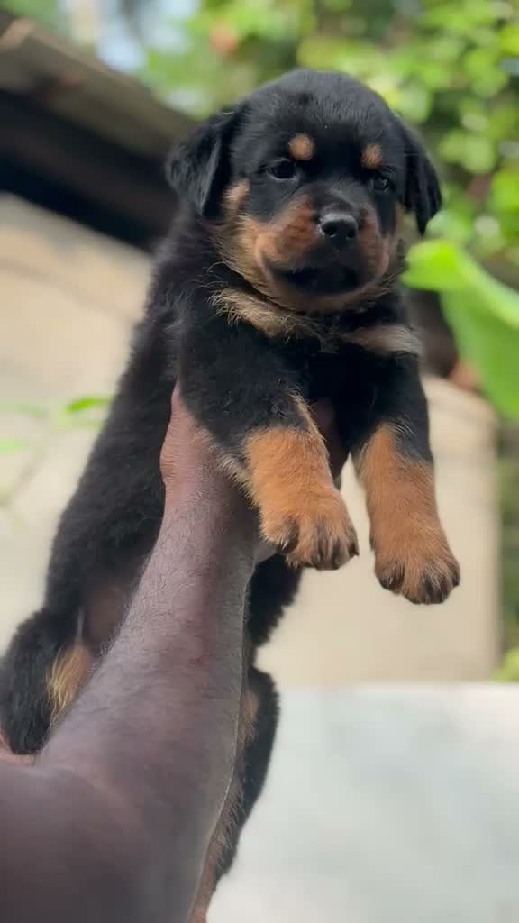 Rottweiler Puppy, farm video
